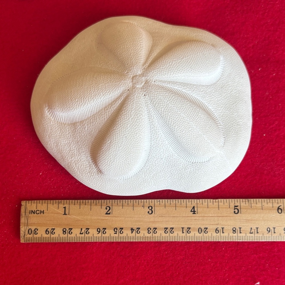 White Sand Dollar Collection - Picture 2 of 7